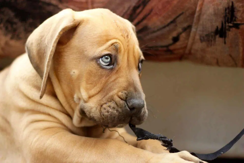 Olhos de filhotes de Boerboel africano