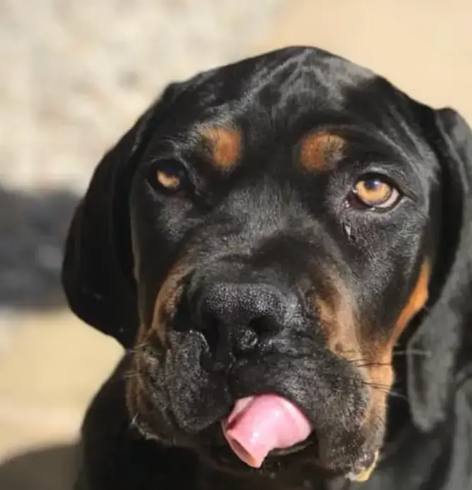 Boerboel da Elite Boerboels da tutora Jane Kinsley