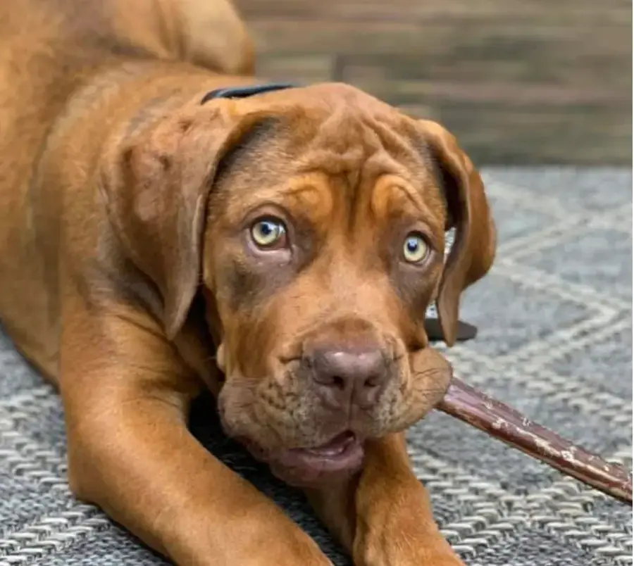 Boerboel da Elite Boerboels da tutora Lena Bragina