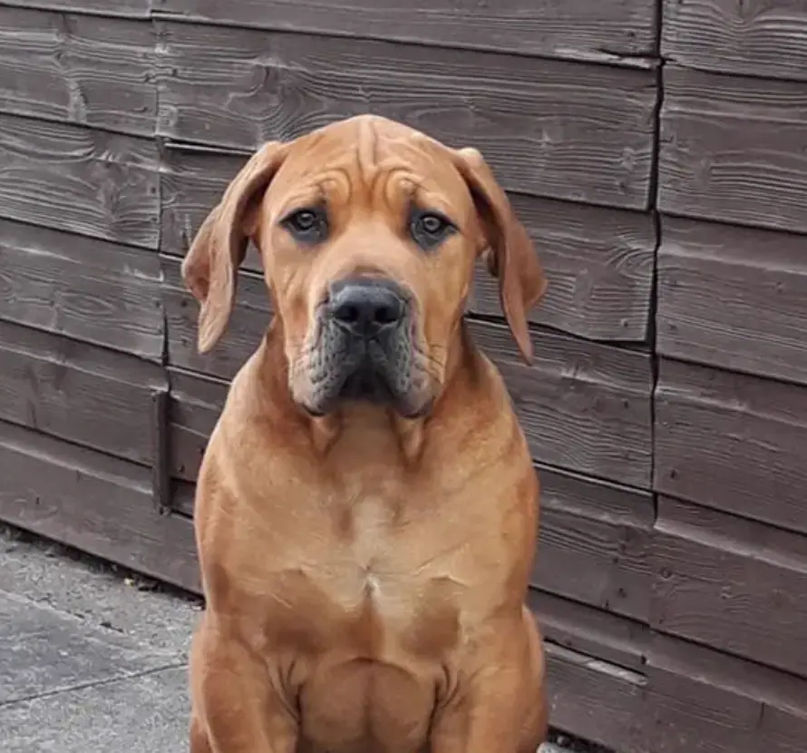 Boerboel da Elite Boerboels do tutor Kevin Musiol