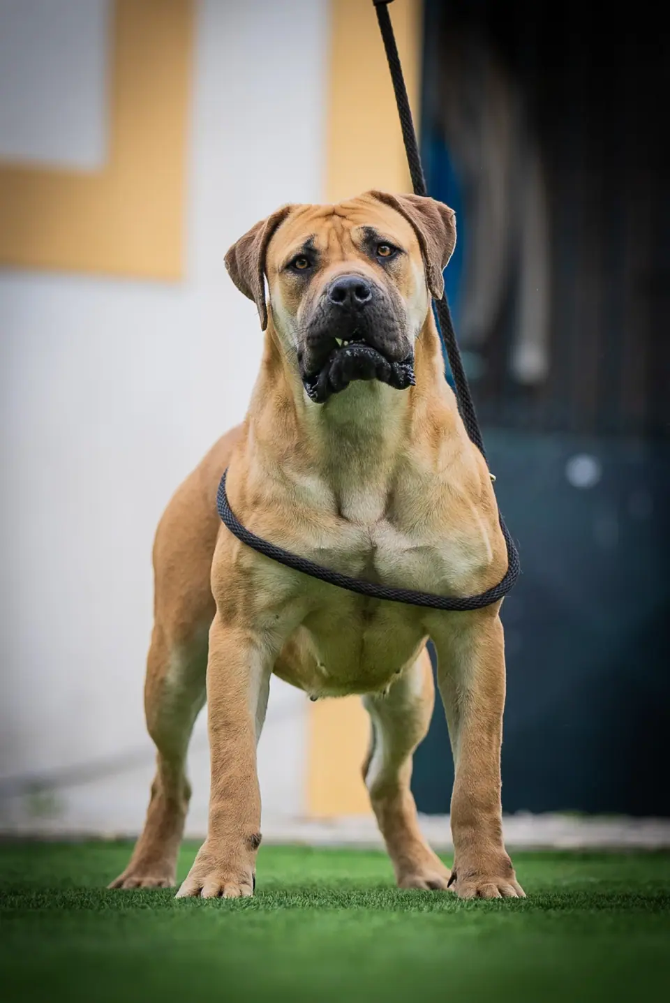 Elite Guard Lucky, Boerboel sul-africano