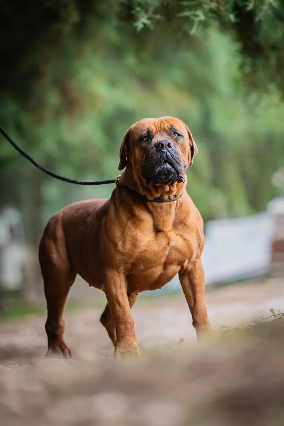 Elite Guard Zara, Boerboel sul-africano