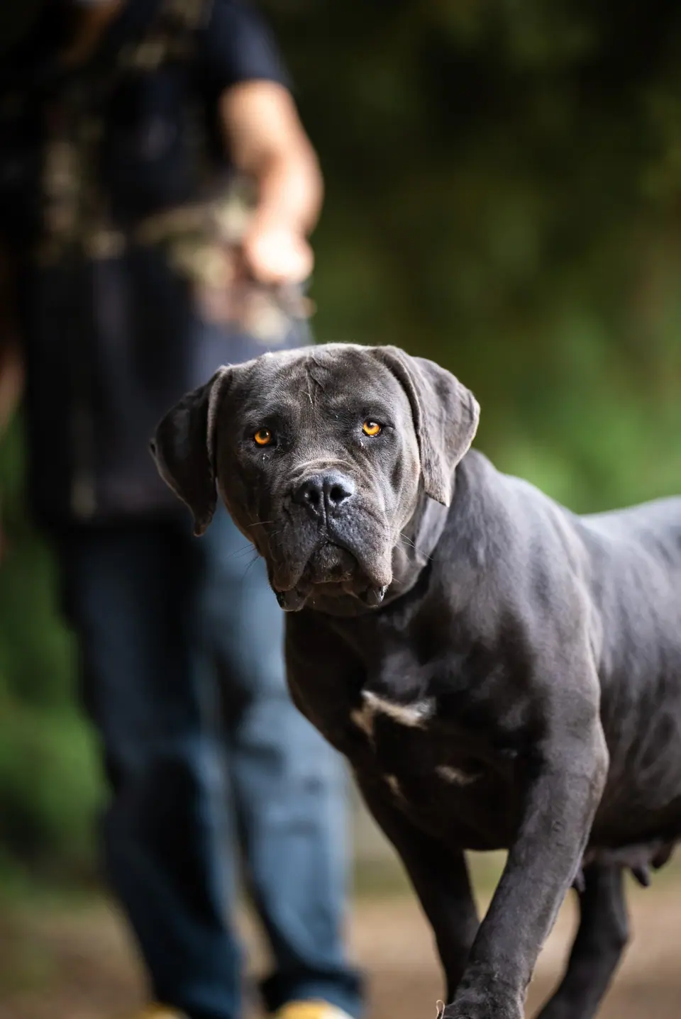Elite Guard Ayo, Boerboel sul-africano