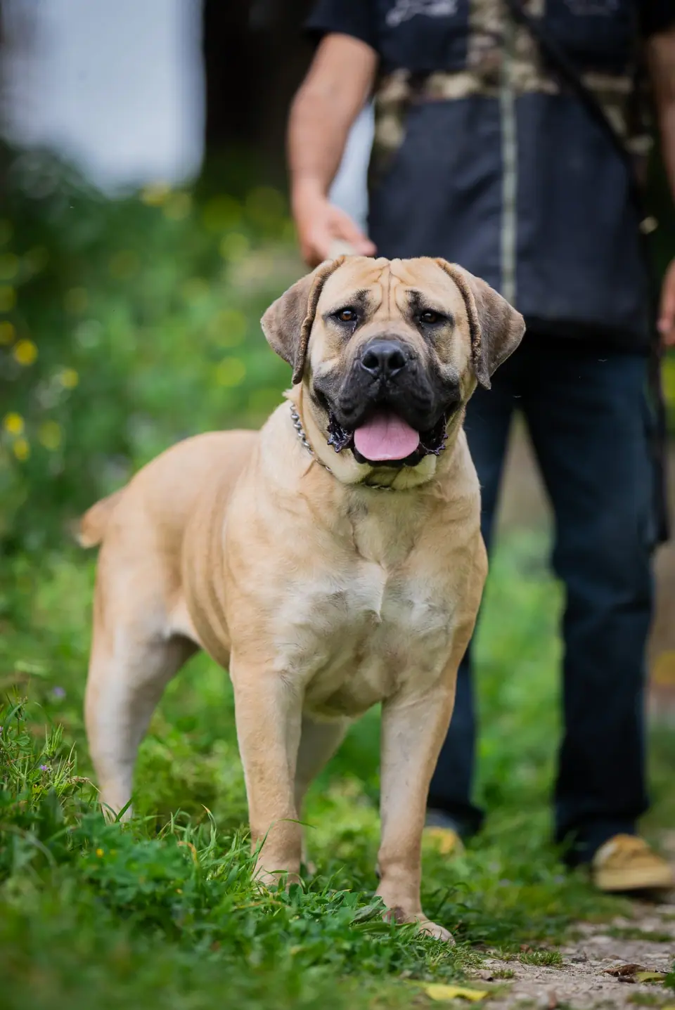 Elite Guard Lipa, Boerboel sul-africano