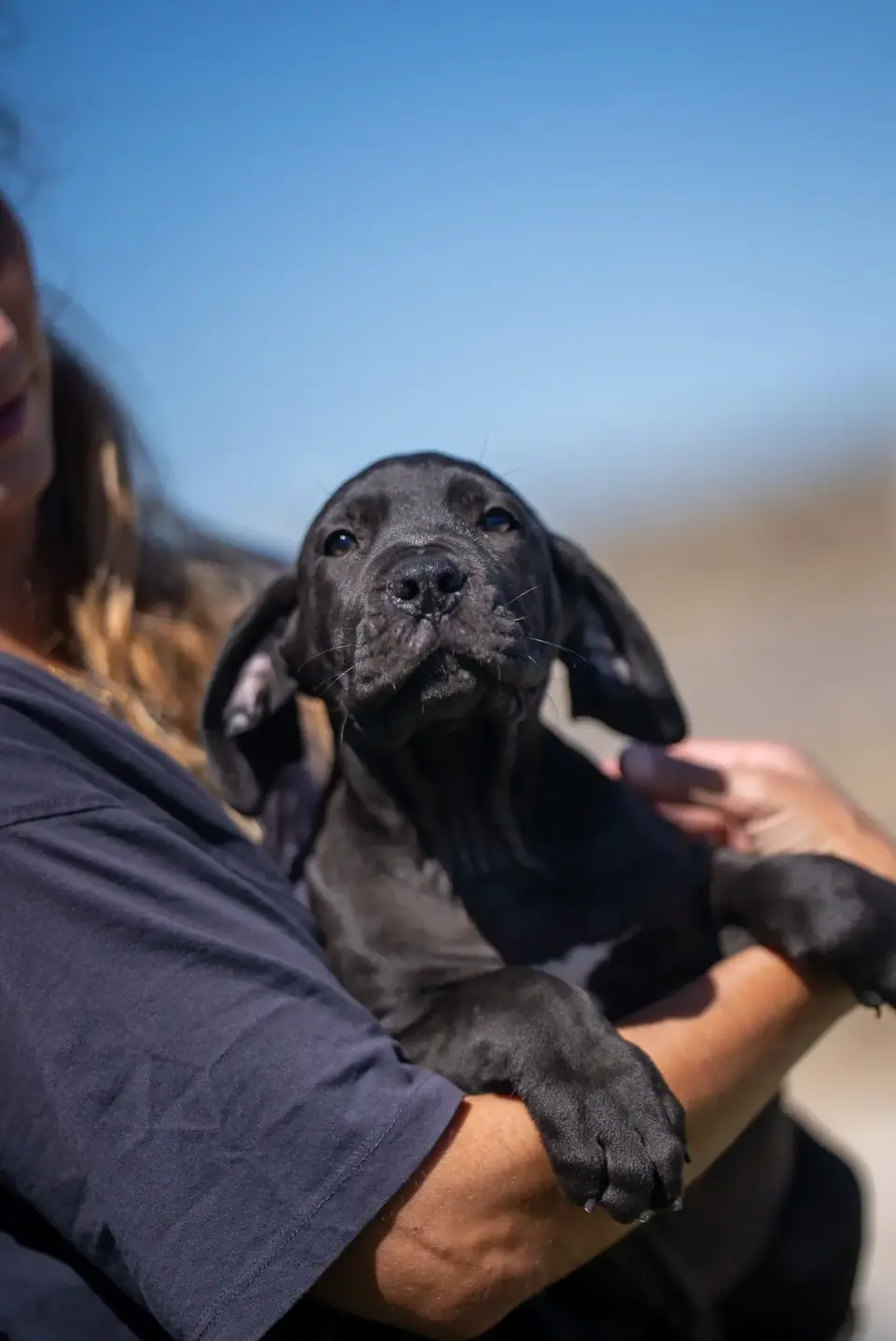 Filhote de Boerboel preto, macho, no colo de um funcionário ao ar livre