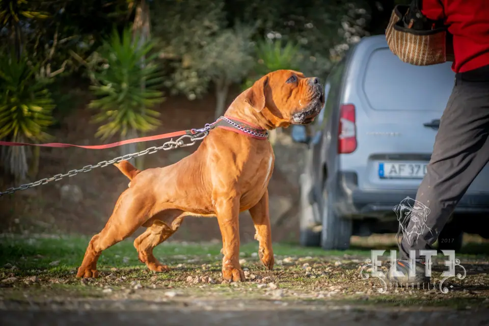 tarzan Boerboel de trabalho