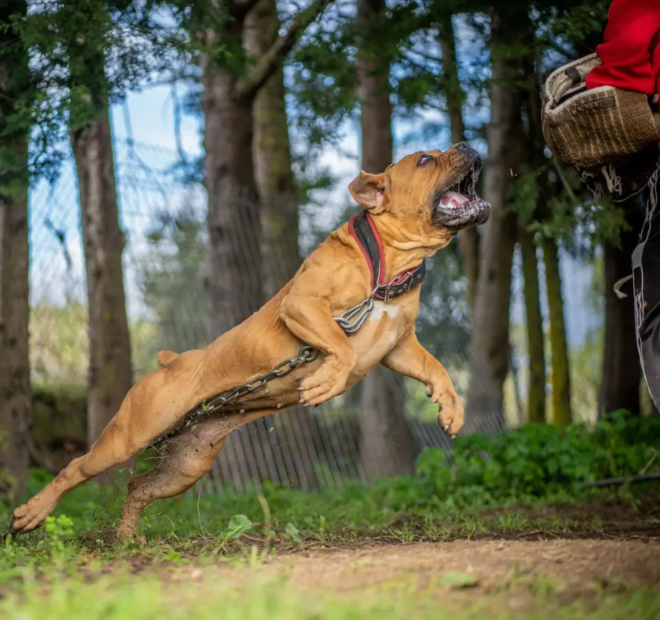 Boerboel sul-africano na Elite Boerboels