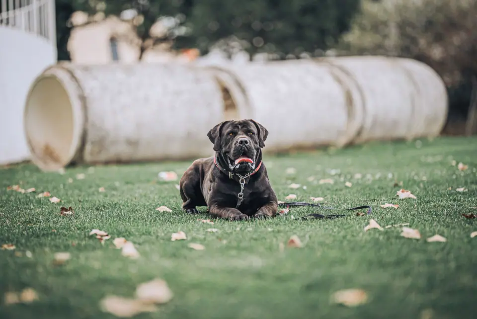 Macho Boerboel sul-africano preto na Elite Boerboels