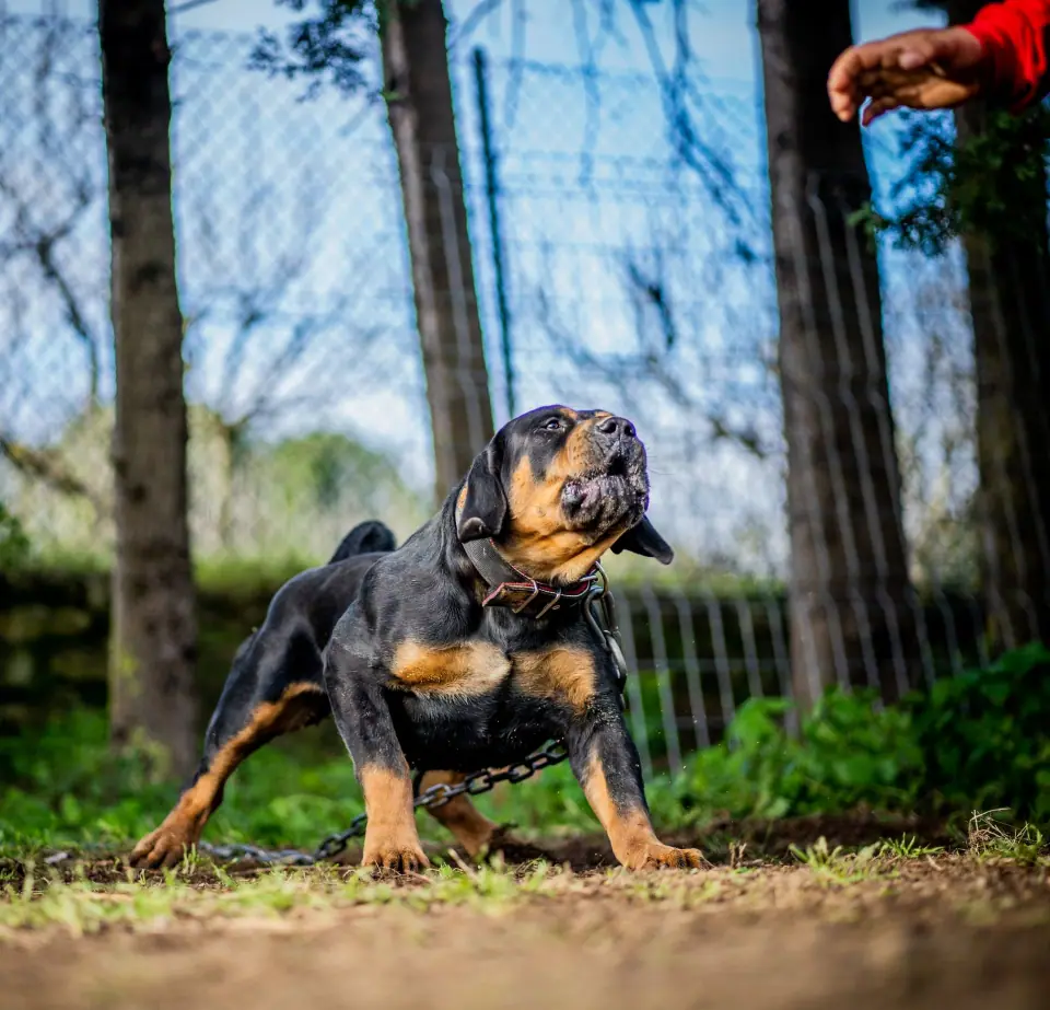 Boerboel adulto em boa condição na Elite Boerboels