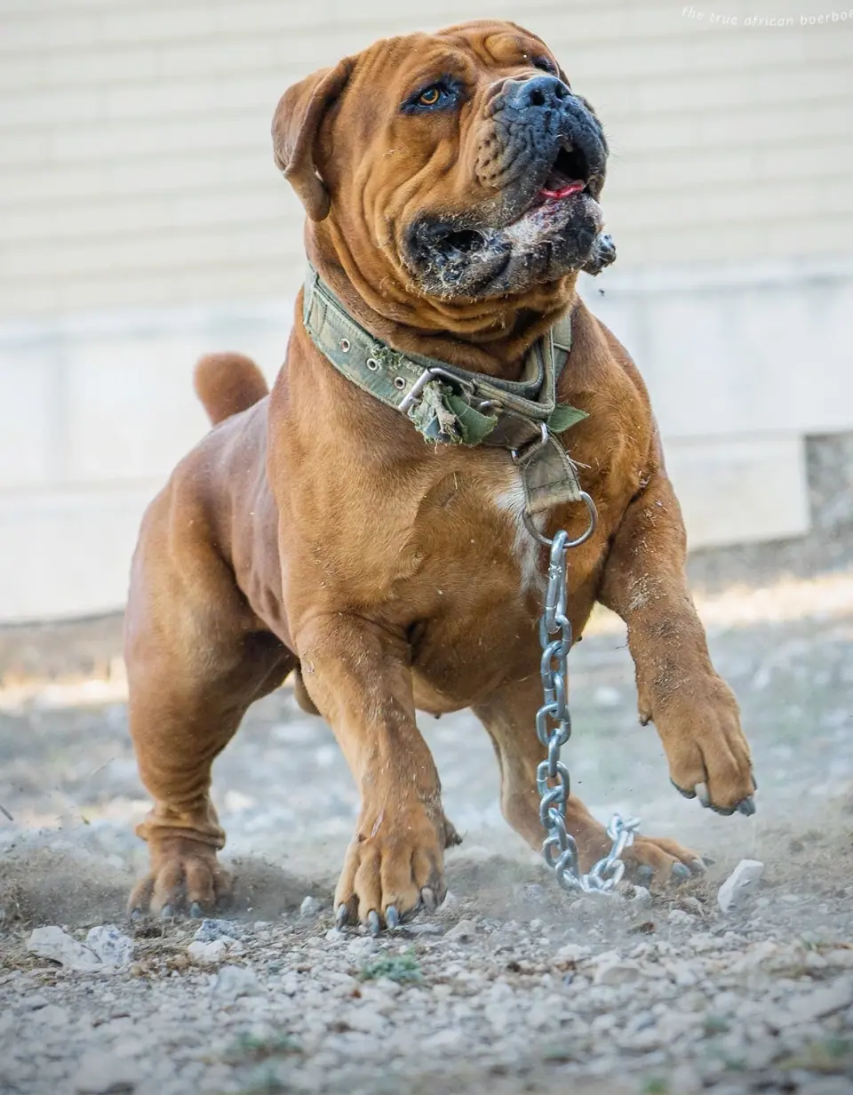 Afrika Tarzan, Boerboel sul-africano