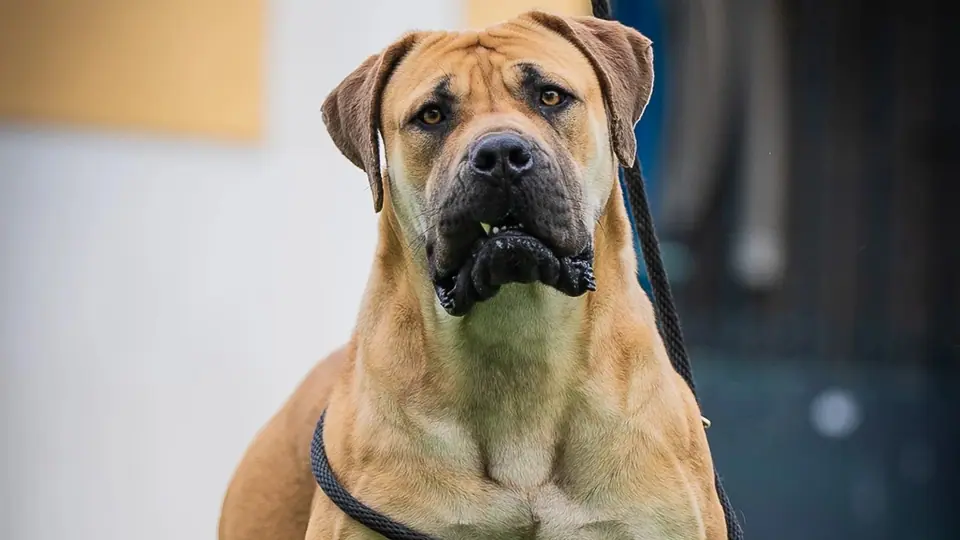 Boerboels são agressivos? Entendendo o temperamento do Boerboel
