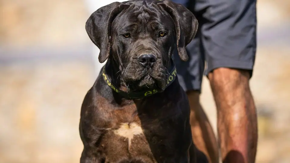 Boerboels são bons cães de família? (Proteção, temperamento e realidade)