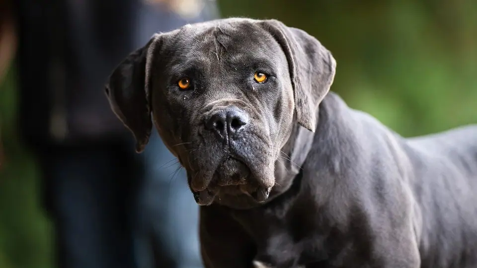 Boerboels se dão bem com gatos?