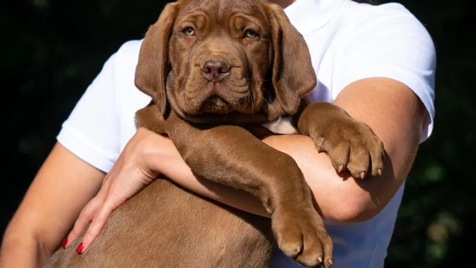 Boerboels são bons com crianças?
