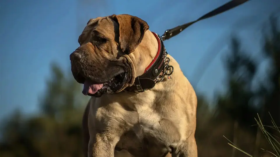 Boerboels são bons com outros cães?