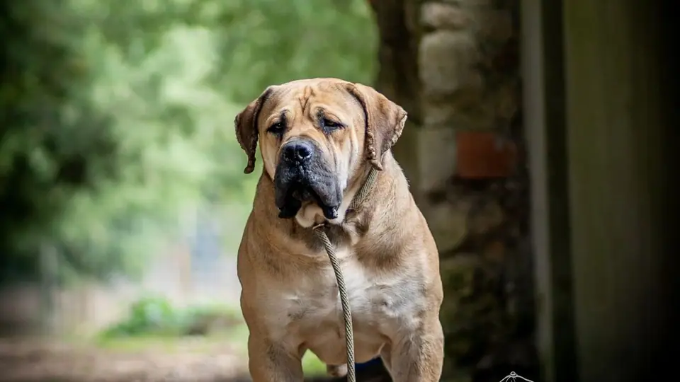 Os melhores criadores de Boerboel do mundo: canis de Boerboel sul-africano