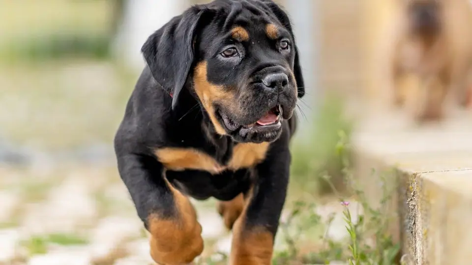 Boerboels preto e castanho (black and tan): o mistério