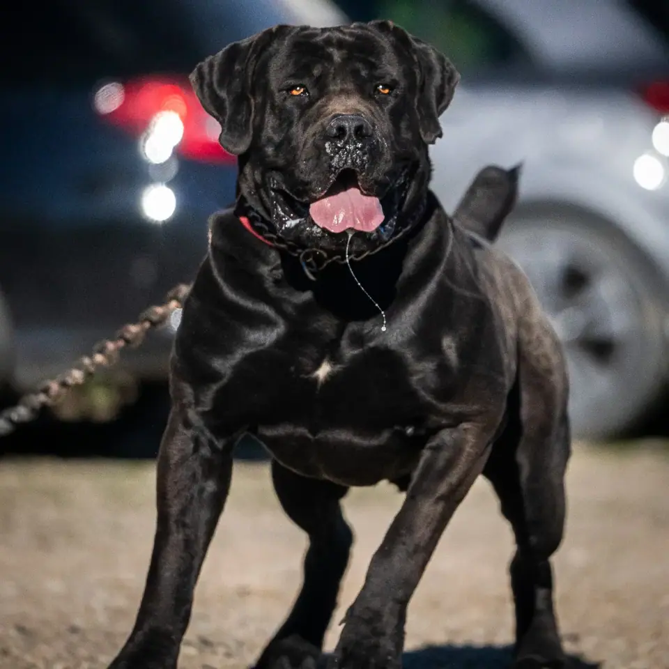 Elite Guard Floki, Boerboel sul-africano