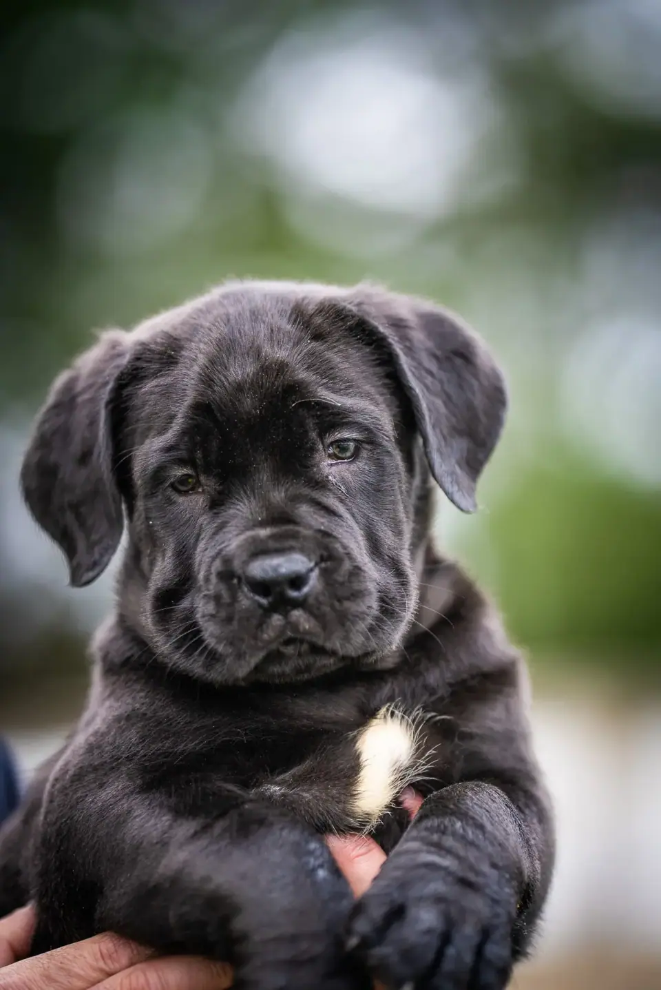 Filhote de Boerboel preto enorme