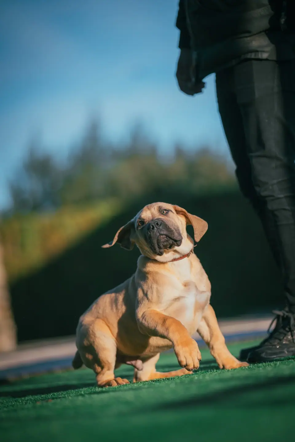 Filhote de Boerboel sul-africano fulvo na grama