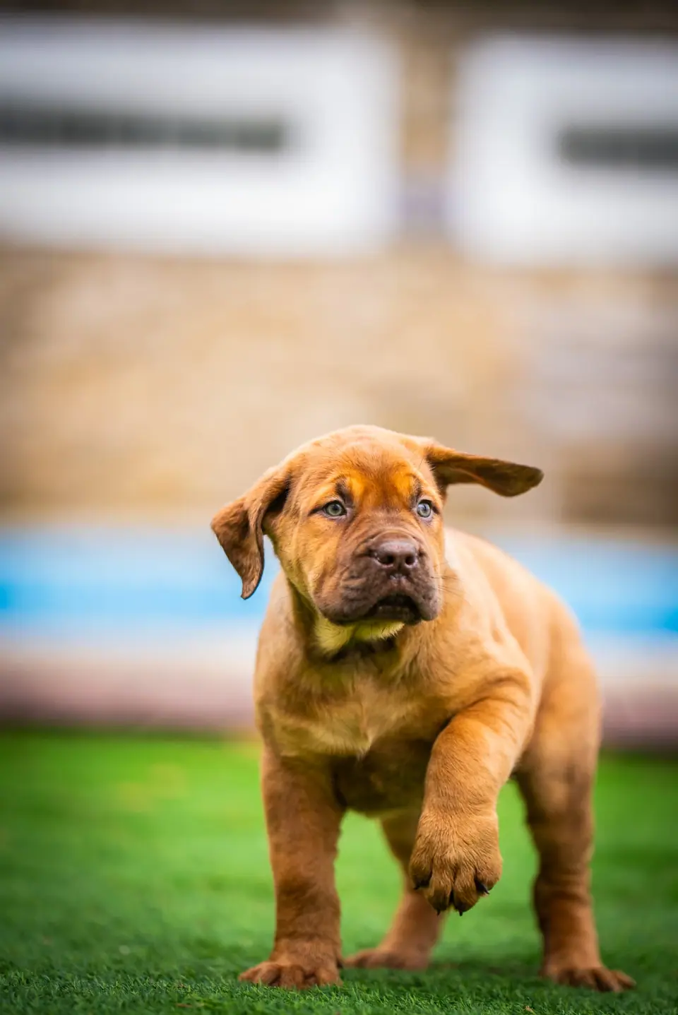 Filhote de Boerboel à venda