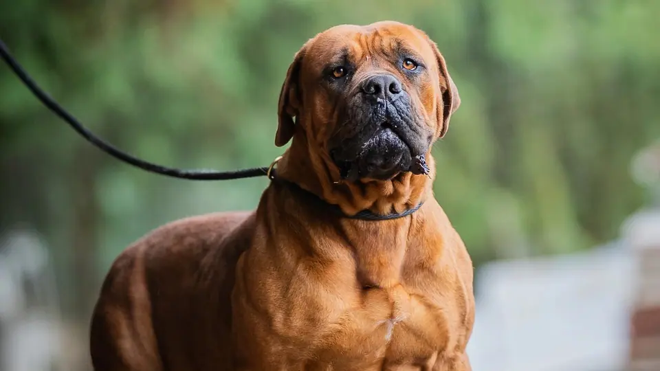 Boerboel vs Bullmastiff: qual raça é a certa para a sua família?
