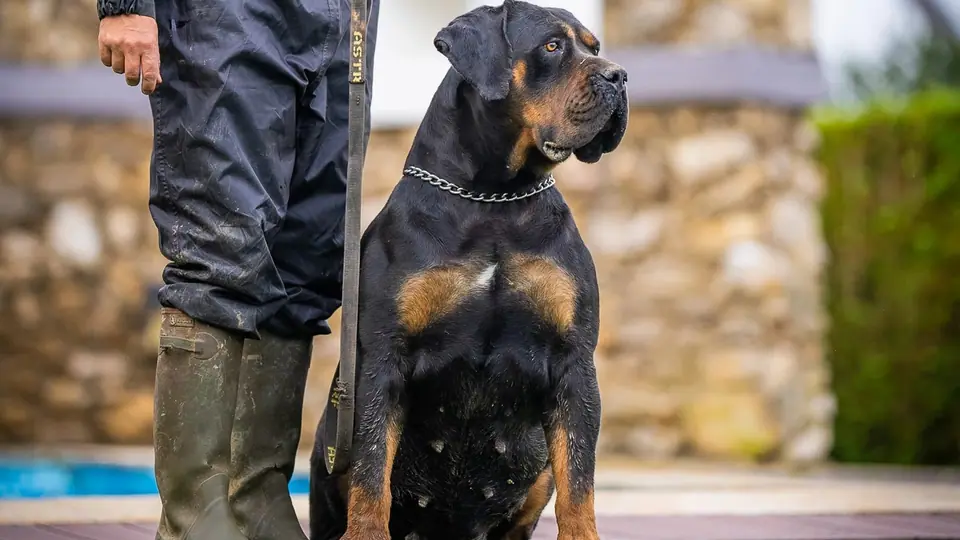 Boerboel vs Doberman: qual raça é a certa para a sua família?