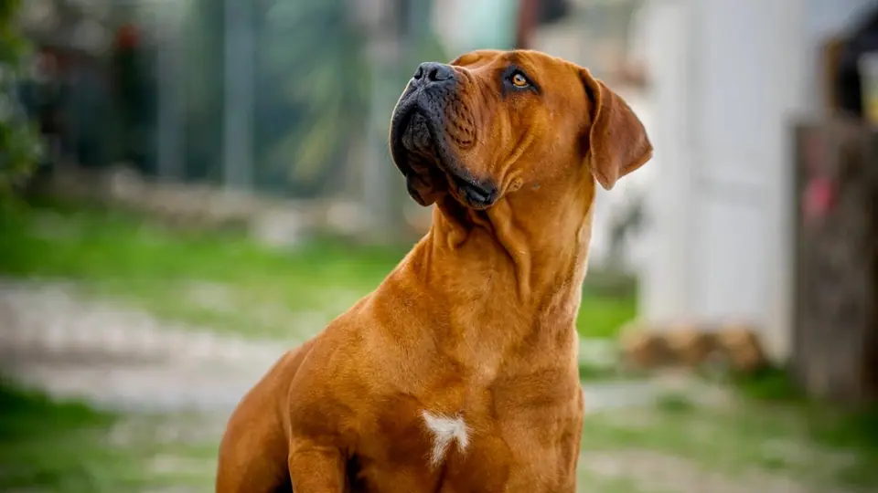 Boerboel vs Mastim Inglês: qual raça é a certa para a sua família?
