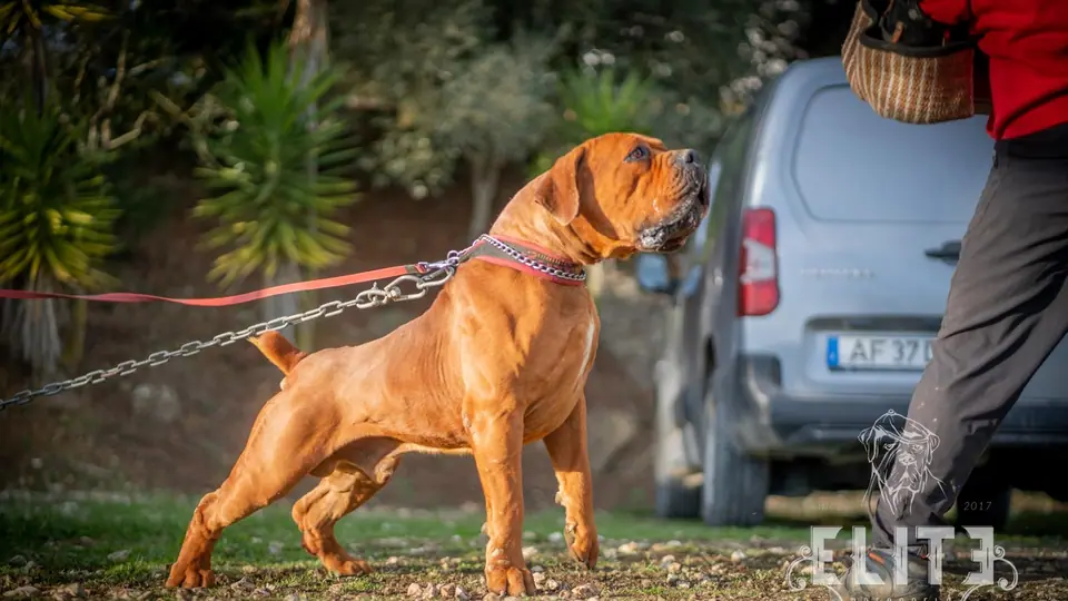 Boerboel vs Presa Canario: qual raça é a certa para a sua família?