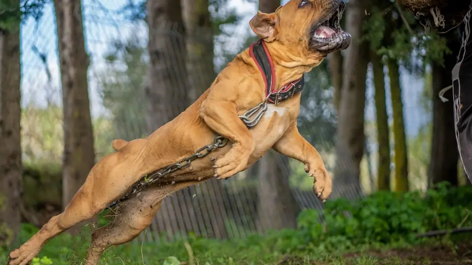 Boerboel vs Rottweiler: qual raça é a certa para a sua família?