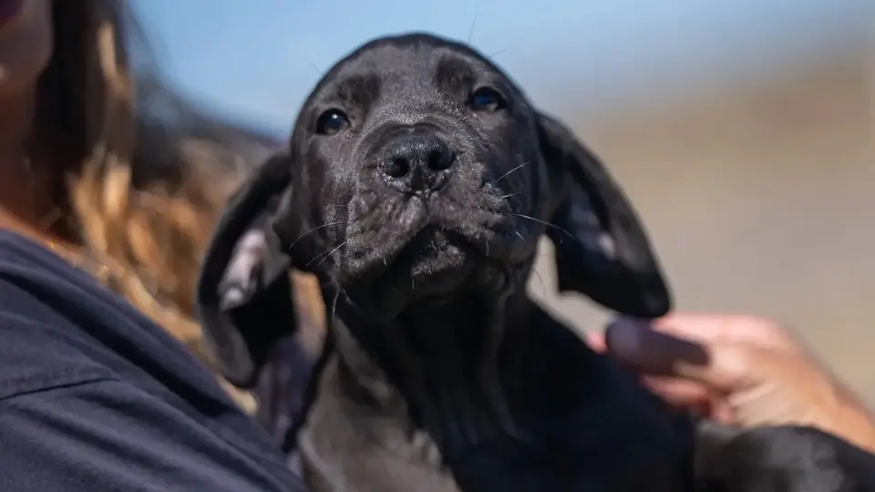 Boerboels podem viver em apartamento?