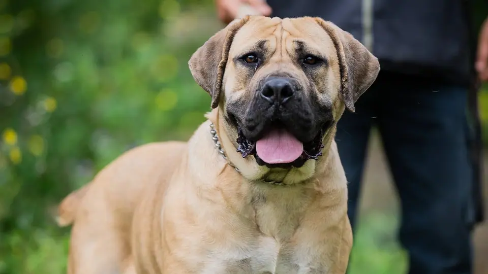 Boerboels podem viver dentro de casa?