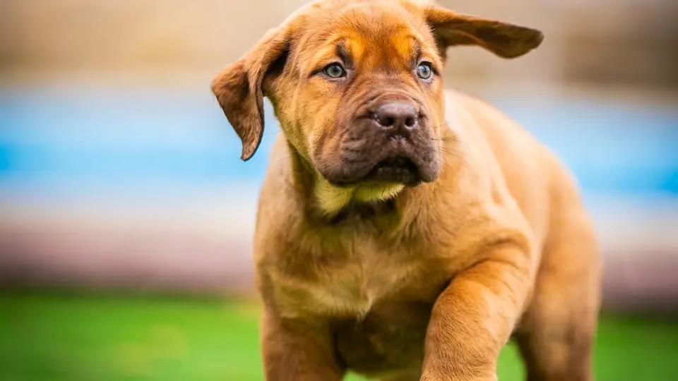 Por que mais famílias americanas escolhem criadores europeus de Boerboel