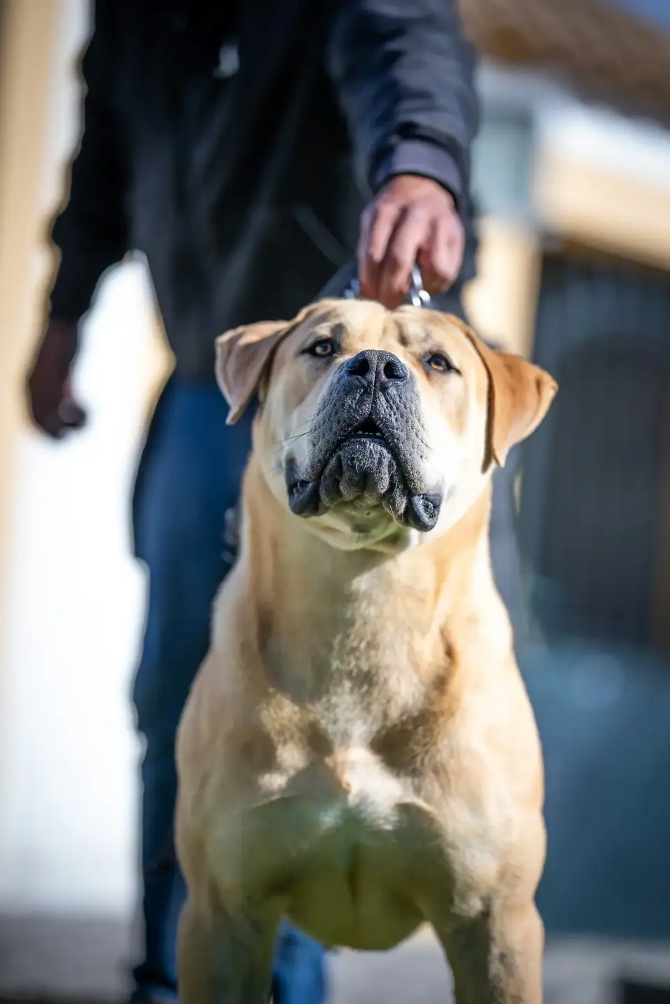 Elite Guard Aslam, Boerboel sul-africano