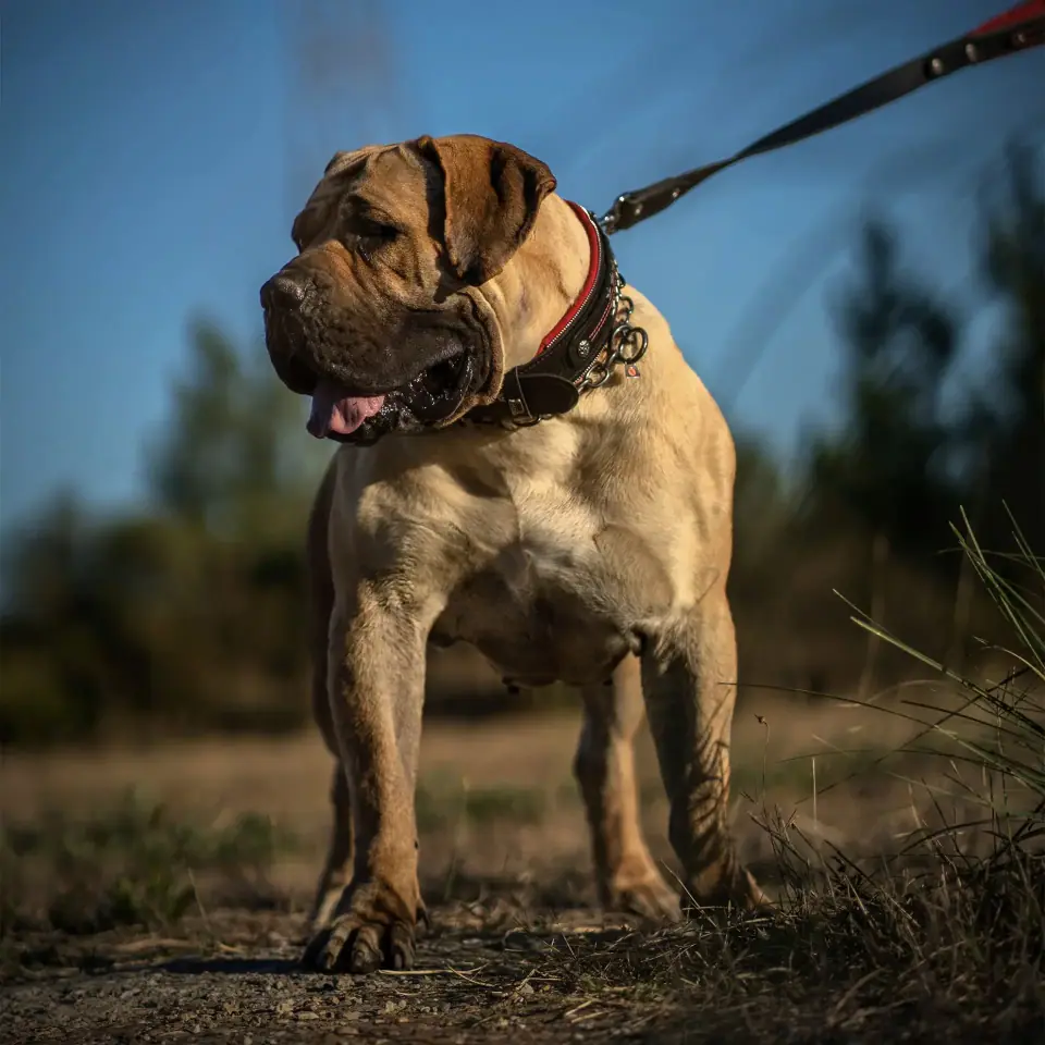 Fêmea de Boerboel em pé ao ar livre