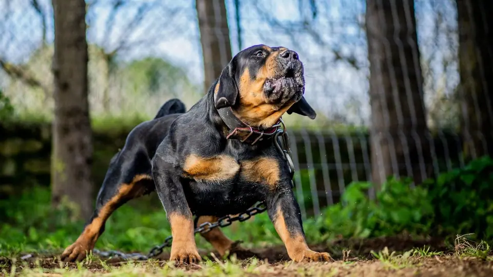 HISTÓRIA DA RAÇA BOERBOEL