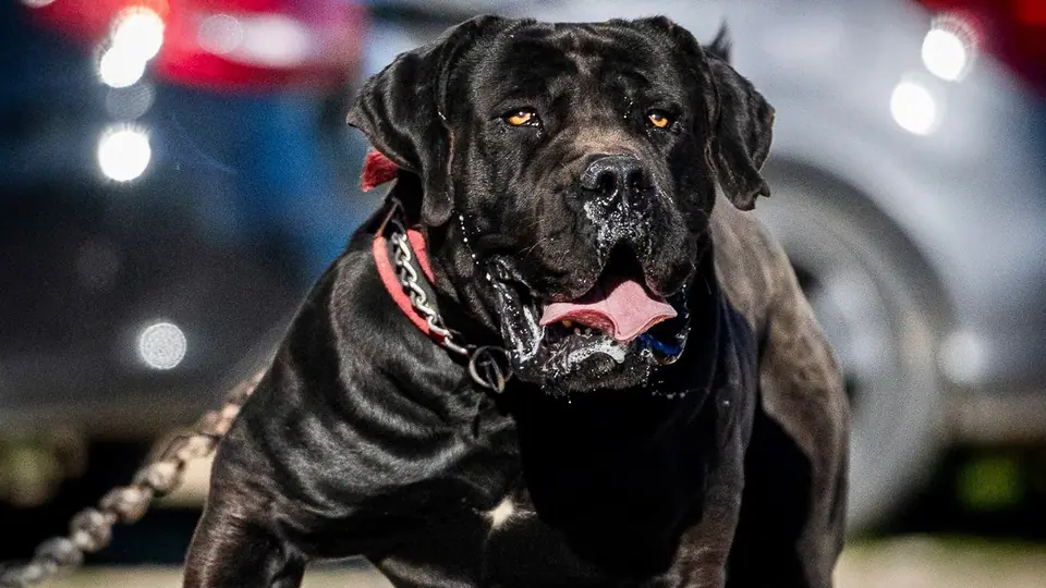 Qual a inteligência dos Boerboels?