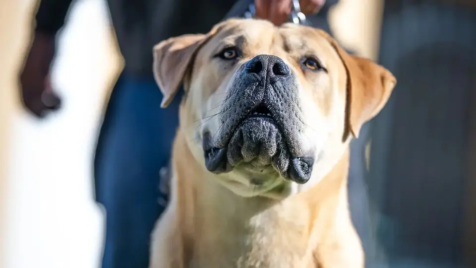 Quão leais são os Boerboels?