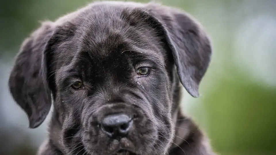 Quanto um filhote de Boerboel deve comer?