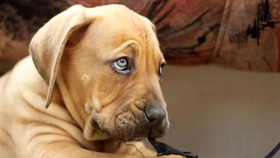 Como escolher um filhote de Boerboel