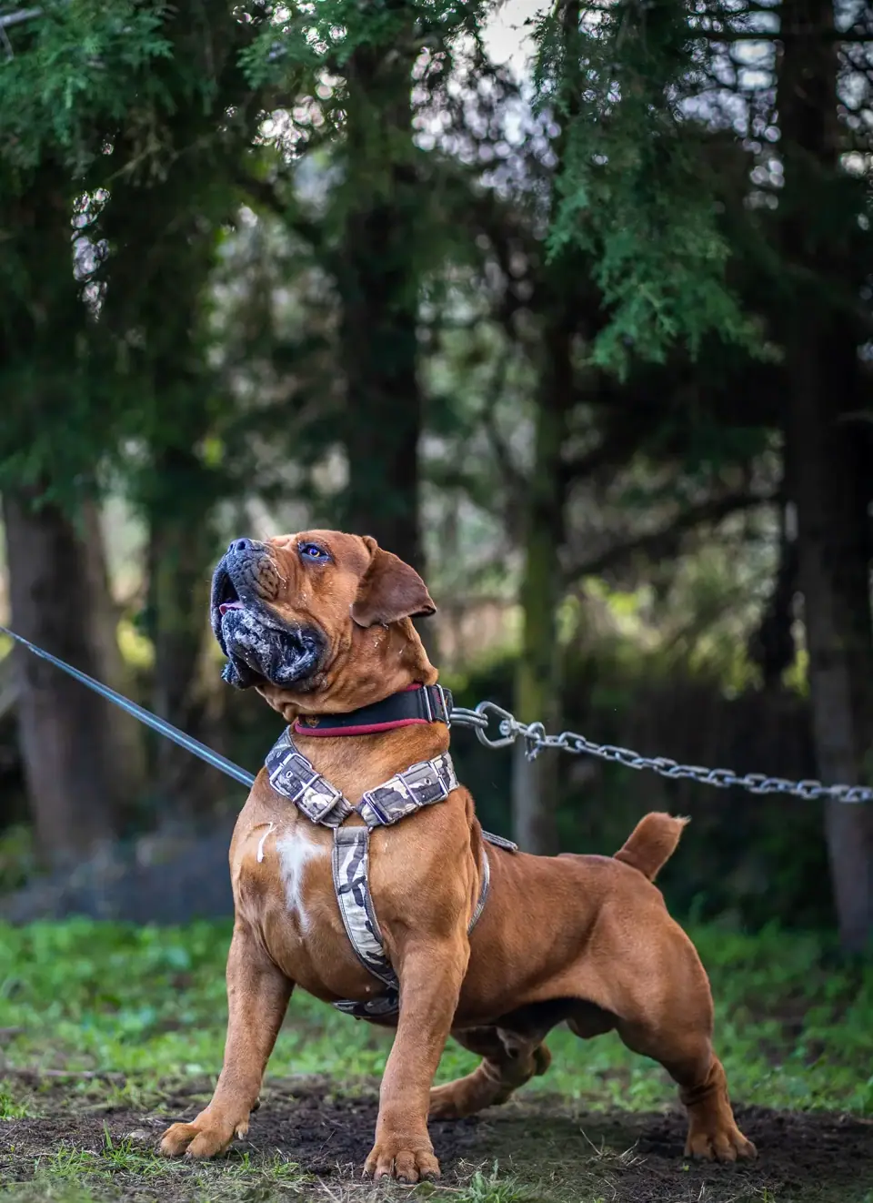 Afrika Tarzan, um macho Boerboel vermelho, visto de lado na corrente