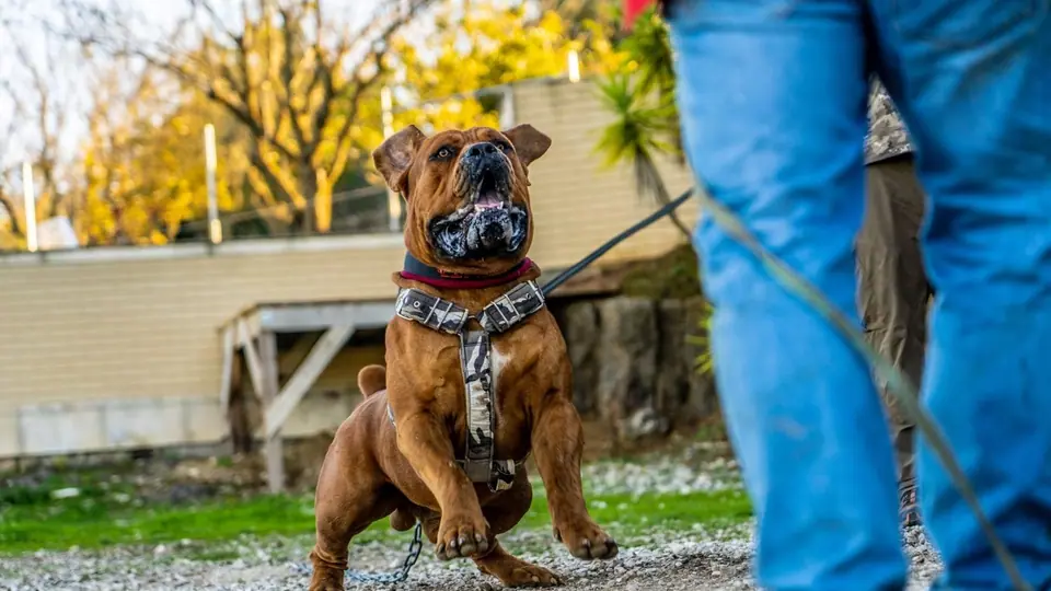 A RAÇA DE CÃO MAIS FORTE DE TODAS