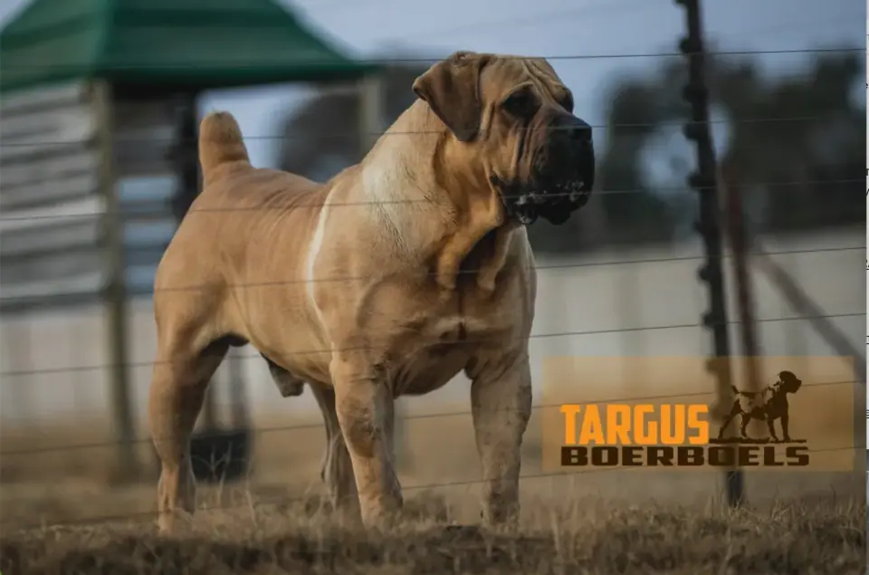 Targus Ram, Boerboel sul-africano