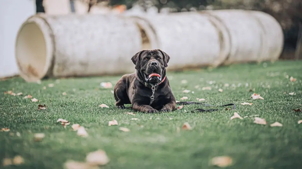 O que realmente acontece com um Boerboel depois dos 3 anos?
