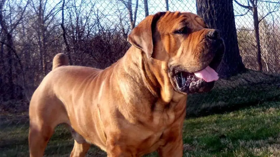POR QUE ESCOLHER BOERBOELS